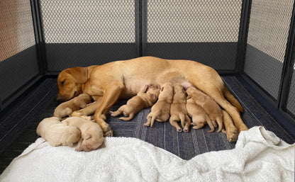 Heavy Duty Dog Playpen; Outdoor/ Indoor; Dog Whelping, pen;